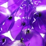 ลูกโป่งกลม เนื้อคริสตัล สีม่วงเข้มไซส์ 9 นิ้ว แพ็คละ 10 ใบ ( Round Balloons 9" - Crystal Deep Purple Color )