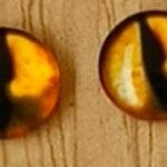 ตาสัตว์กลม ตาแมวเหลือง ชิ้นละ 10 บาท เท่านั้น!!!! #มีเก็บปลายทาง