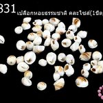 เปลือกหอยธรรมชาติ คละไซส์(1ขีด/100กรัม)