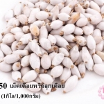 เม็ดเดือยหรือลูกเดือย ทรงรีกลม (1กิโล/1,000กรัม)