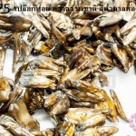 เปลือกหอย ทรงธรรมชาติ สีน้ำตาลทอง (1เส้น)