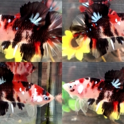 "Koi" ปลากัดคัดเกรดครีบสั้น - Halfmoon Plakad Fancy Koi Premium Quality Grade