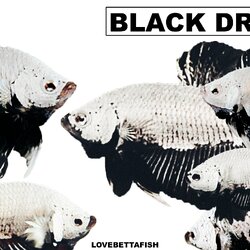 "มังกรดำ" ปลากัดหม้อครีบสั้นสีสันดุดัน BLACK DRAGON ลักษณะเด่นลำตัวเคลือบด้วยเกล็ดสีขาวสลับครีบสีดำ