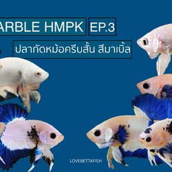 การขยายพันธุ์ ปลากัดสีมาเบิ้ล (Marble) พื้นตัวสีขาวเนียน ตัดด้วยขอบสีน้ำเงิน เขียว ฟ้าแบบเนียนๆทำให้มีราคาค่อนข้างสูง
