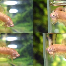 ปลากัดคัดเกรดครีบสั้น - Halfmoon Plakad Super Gold Premium Quality Grade