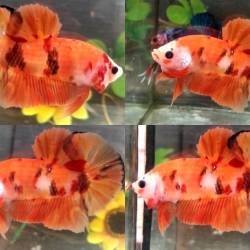 (สามสีพ่อพันธุ์)ปลากัดคัดเกรดครีบสั้น - Halfmoon Plakad Fancy KOI 3 สี Premium Quality Grade