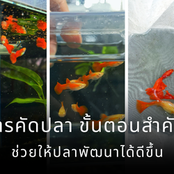 ขั้นตอนสำคัญที่ช่วยให้ปลาพัฒนาได้ดีขึ้นทั้งเรื่องสีสัน รูปร่าง และพฤติกรรม