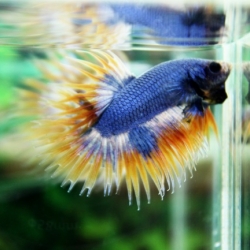 (ขายแล้วครับ)ปลากัดครีบยาวหางมงกุฎ-Crowntails04