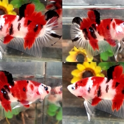 "Koi" ปลากัดคัดเกรดครีบสั้น - Halfmoon Plakad Fancy Koi Premium Quality Grade