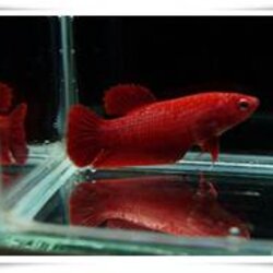 ปลากัดสีแดงกับการทำปลากัดสี