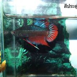 เจาะลึกปลากัดสีดำ Super Black