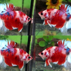 ปลากัดคัดเกรดครีบสั้น - Halfmoon Plakad Fancy Premium Quality Grade