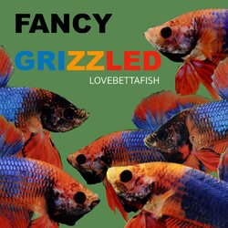 Grizzled FANCY COLORS ปลากัดสวยงาม ปลากัดที่มีลำตัวเป็นสี Pastel สีสันหวานดุดันในสายน้ำ