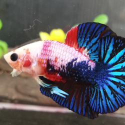 ปลากัดคัดเกรดครีบสั้น - Halfmoon Plakad Fancy Dragon Premium Quality Grade