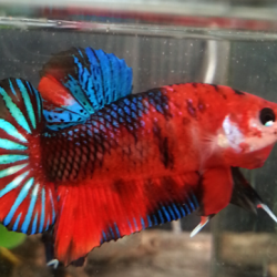 ปลากัดคัดเกรดครีบสั้น - Halfmoon Plakad Fancy Red Koi Premium Quality Grade