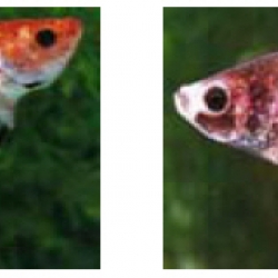 ปลากัดทุ่ง (Wild Betta)