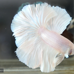 ปลากัดคัดเกรดครีบยาว - Halfmoon Super White Platinum Premium Quality Grade AAA+ .