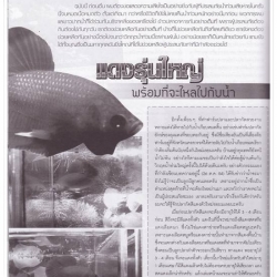 วิธีการอนุบาลลูกปลากัดแรกเกิดสำหรับผู้ที่ไม่มีลูกไร