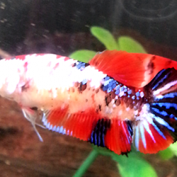 ปลากัดคัดเกรดครีบสั้นตัวเมีย - Female Halfmoon Plakad Fancy Galaxy Premium Quality Grade