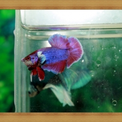 ปลากัดครีบสั้น-Fancy Halfmoon Plakats