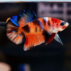 "จับคู่ ตัวผู้+ตัวเมีย" ปลากัดคัดเกรดครีบสั้น- Halfmoon Plakad Fancy Candy