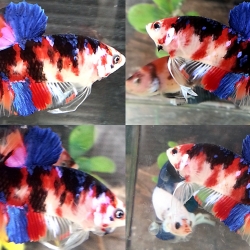 ปลากัดคัดเกรดครีบสั้น - Halfmoon Plakad Fancy Galaxy Premium Quality Grade