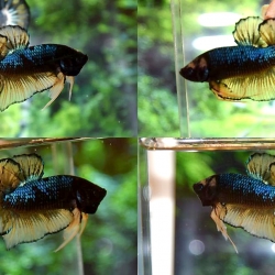 ปลากัดคัดเกรดครีบสั้น - Halfmoon Plakad Fancy Mustrad Premium Quality Grade