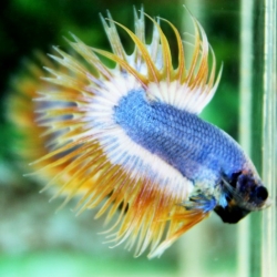 ปลากัดครีบยาวหางมงกุฎ-Crowntails05