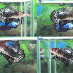 (ขายแล้วครับ)"พิเศษ"ช่วงเทศกาลตรุษจีนแฟนซี4