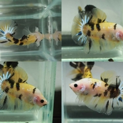 "ลายเสือ"ปลากัดคัดเกรดครีบสั้น - Halfmoon Plakad Fancy KOI Tiger Premium Quality Grade