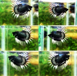(ขายแล้วครับ)ปลากัดครีบยาวหางมงกุฎ-Super Crowntails