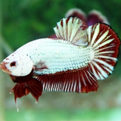 (ขายแล้วครับ)"คัดเกรด"ปลากัดครีบสั้น-Fancy Halfmoon Plakats Dragon