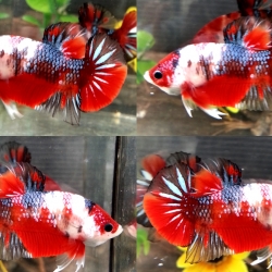 "Koi" ปลากัดคัดเกรดครีบสั้น - Halfmoon Plakad Fancy Koi Premium Quality Grade