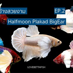 ปลากัดสวยงามหูช้างไทย Dumbo Betta "BIG EAR FIGHTING FISH" เอกลักษณ์พิเศษ ที่มีหูขนาดใหญ่กว่าปลากัดสวยงามประเภทอื่นๆ