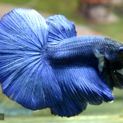 ปลากัดคัดเกรดครีบยาว - Halfmoon Super Blue Premium Quality Grade AAA+