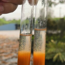 อาร์ทีเมีย (Artemia) หรือ ไรทะเล