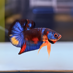 "จับคู่ ตัวผู้+ตัวเมีย" ปลากัดคัดเกรดครีบสั้น- Halfmoon Plakad Fancy Dragon