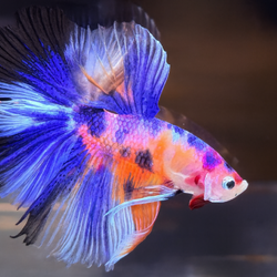 "จับคู่ ตัวผู้+ตัวเมีย" ปลากัดคัดเกรดครีบยาว- Halfmoon Fancy