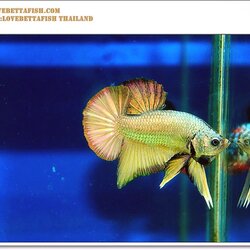 สีมงคล....... ปลากัดเงินปลากัดทอง ในตัวเดียวกัน