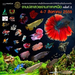 " งานปลาสวยงามภาคเหนือ ครั้งที่ 2" วันที่ 4 สิงหาคม - 7 สิงหาคม 2559