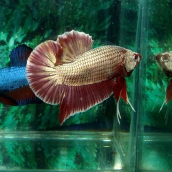 RED DRAGON