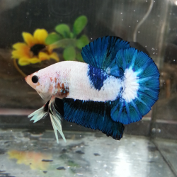 ปลากัดคัดเกรดครีบสั้น - Halfmoon Plakad Marble Premium Quality Grade