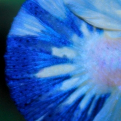 "คัดเกรด"ปลากัดครีบสั้น-Halfmoon Plakats Fancy