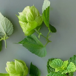 "Craft Beer" ดอกฮอปส์ "Hops" จาก LOVEBETTAFISH FARM เป็นดอกไม้ของพืช Hop Humulus lupulus ใช้เป็นหลักในฐานะขมรสและตัวแทนความมั่นคงในเบียร์