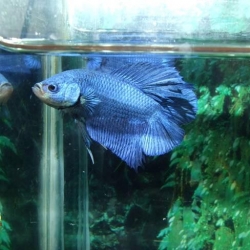 BLUE METALIC DT