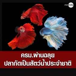ผ่านฉลุย! ครม.ประกาศให้ #ปลากัดเป็นสัตว์น้ำประจำชาติไทย