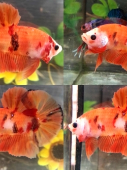 (สามสีพ่อพันธุ์)ปลากัดคัดเกรดครีบสั้น - Halfmoon Plakad Fancy KOI 3 สี Premium Quality Grade