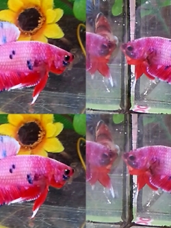 ปลากัดคัดเกรดครีบสั้น - Halfmoon Plakad Fancy Pink Colors Premium Quality Grade