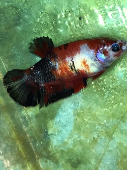 "ตัวเมียไข่เต็มท้องพร้อมผสม"ปลากัดคัดเกรดครีบสั้น - Female Halfmoon Plakad Fancy Quality Grade