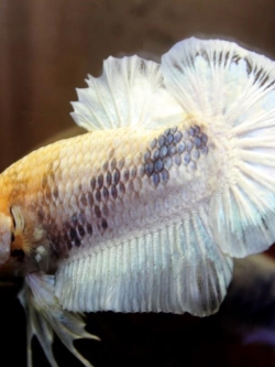 ปลาใหญ่ขนาดเกือบ 1.8-1.9 นิ้ว ปลากัดคัดเกรดครีบ - Halfmoon Plakad Fancy White Dragon Premium Quality Grade